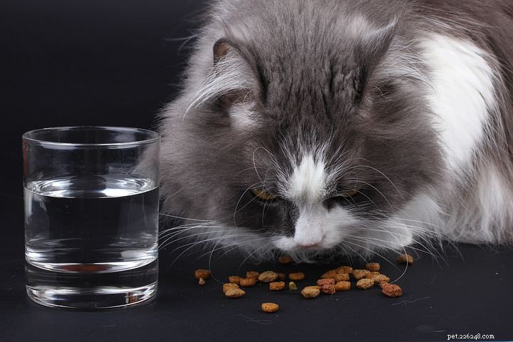 Why Do Cats Prefer Dry Food? Answers From a Veterinarian