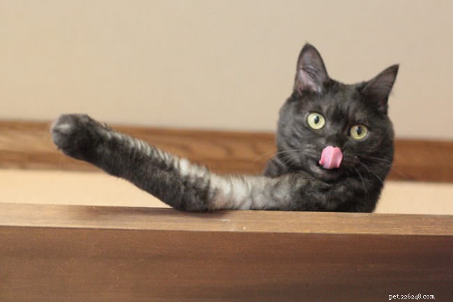 Why Do Cats Sneak Into Cabinets? Vet Explains the Surprising Reasons