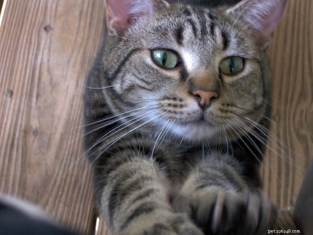 Why Do Cats Sharpen Their Claws? Expert Vet Answers