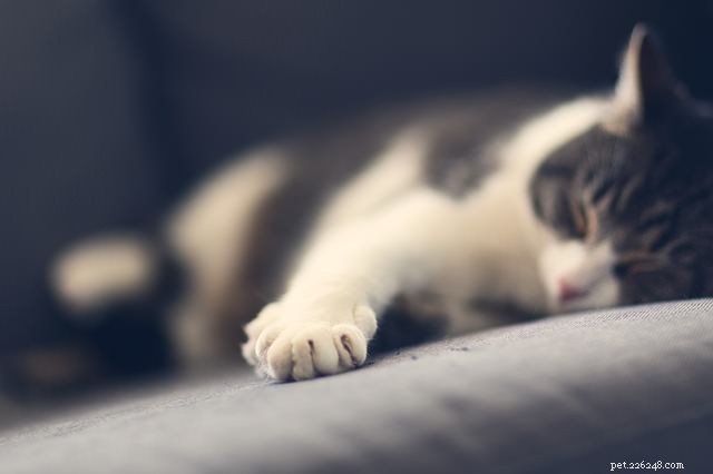 Why Do Cats Sharpen Their Claws? Expert Vet Answers
