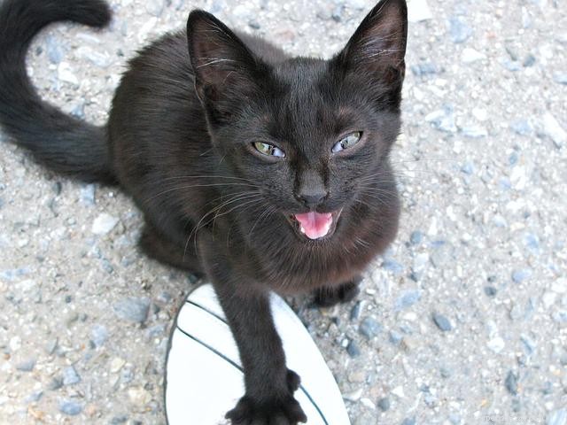 Veterinary Insight: Why Your Cat Is Yowling at You