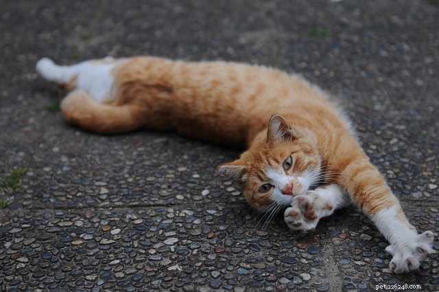 The Science Behind Why Cats Stretch Frequently: 5 Key Reasons