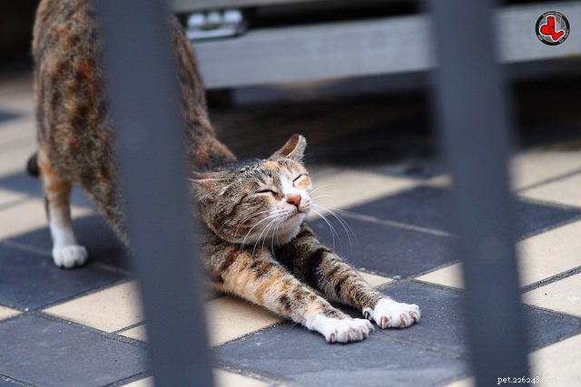 The Science Behind Why Cats Stretch Frequently: 5 Key Reasons
