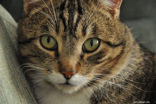 What Does It Mean When Your Cat Stares At You?