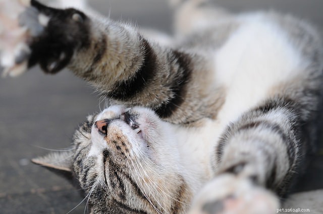 The Science Behind Why Cats Stretch Frequently: 5 Key Reasons