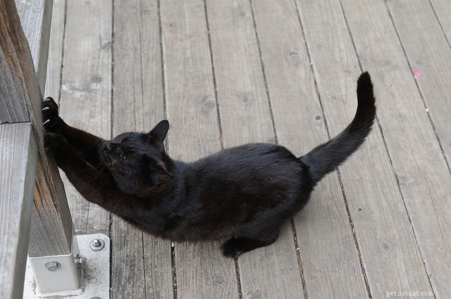 The Science Behind Why Cats Stretch Frequently: 5 Key Reasons