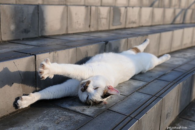 The Science Behind Why Cats Stretch Frequently: 5 Key Reasons