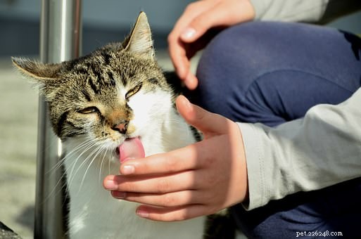Vet Explained: Why Your Cat Keeps Licking You