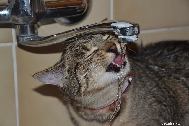 Why Cats Prefer Faucet & Shower Water: 6 Proven Reasons