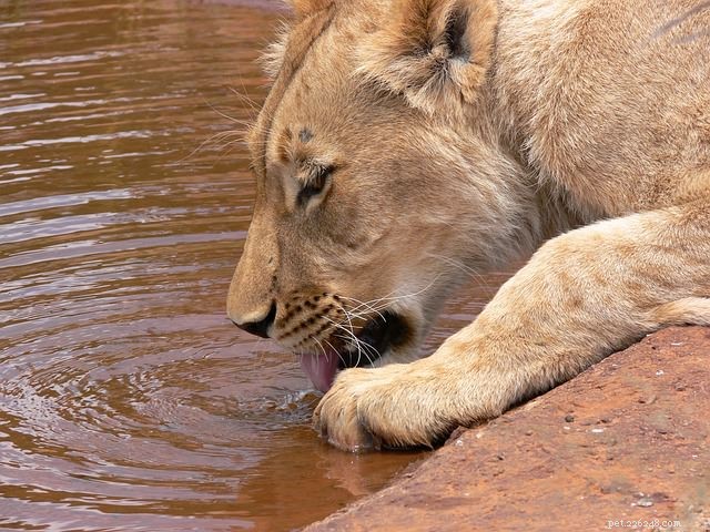 Why Cats Prefer Faucet & Shower Water: 6 Proven Reasons