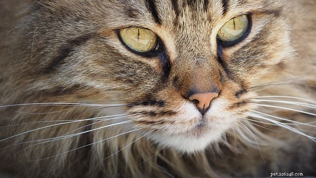 Why Cats Prefer Faucet & Shower Water: 6 Proven Reasons