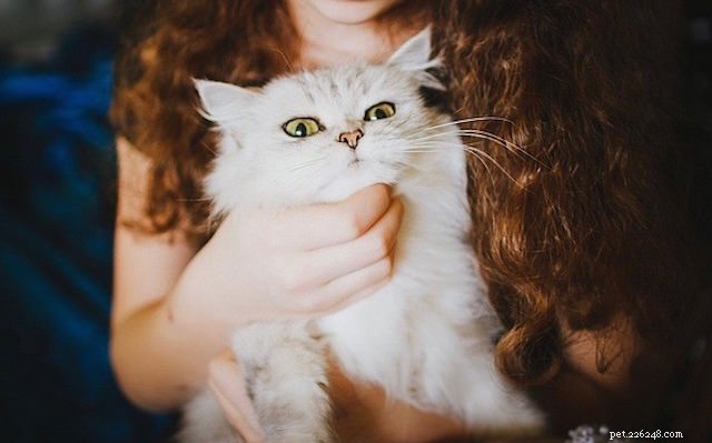 Why Do Cats Bite While Being Petted? Insights from a Veterinarian
