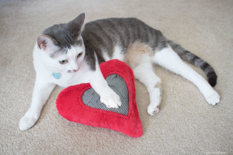 6 Proven Strategies to Keep Your Cat Calm During a Move