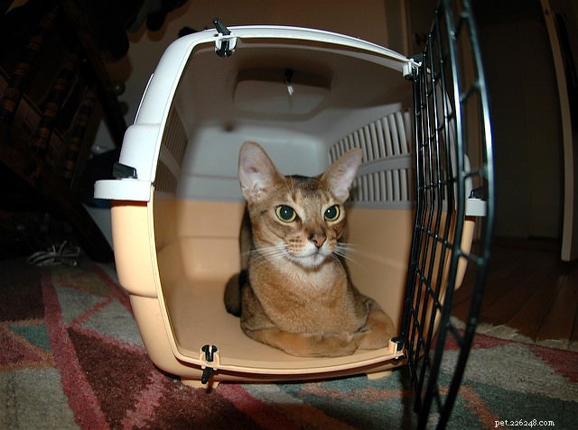 6 Proven Strategies to Keep Your Cat Calm During a Move