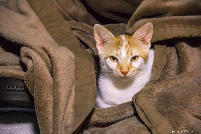 6 Proven Strategies to Keep Your Cat Calm During a Move