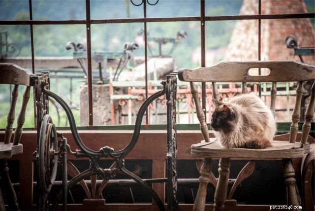 6 Proven Strategies to Keep Your Cat Calm During a Move