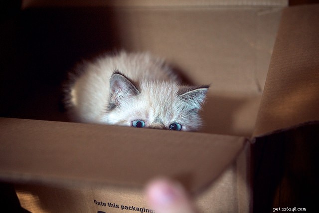 6 Proven Strategies to Keep Your Cat Calm During a Move