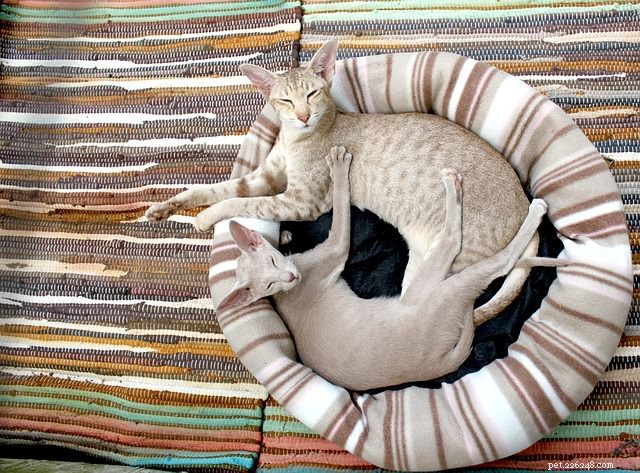 6 Proven Strategies to Keep Your Cat Calm During a Move