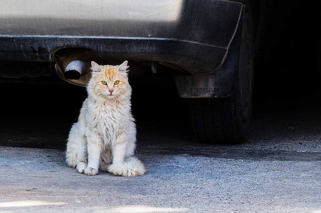 Understanding Feral vs. Stray Cats: Key Differences and How to Help