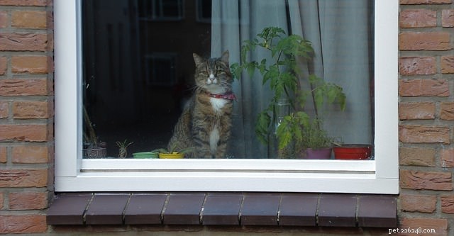 Can Cats Experience Separation Anxiety? Key Signs & Solutions