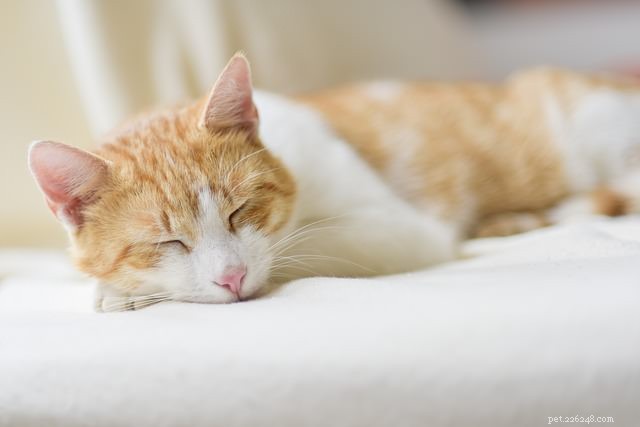 Vet Explains Why Cats Sleep So Much – Health Tips & Insights