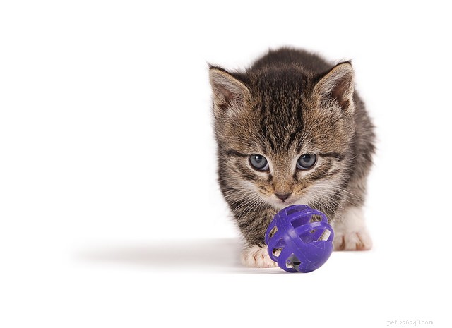 The Vital Role of Play in Your Cat’s Health – Vet Insights
