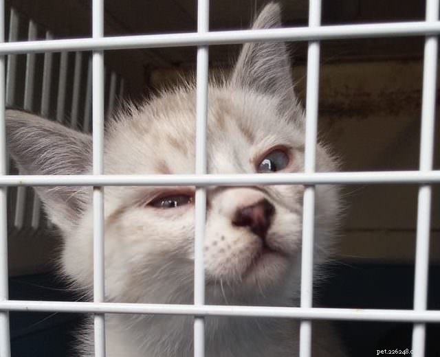 Top 5 Essential Tips for Safely Leaving Your Cat Home Alone
