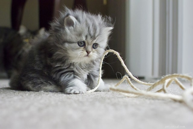 The Vital Role of Play in Your Cat’s Health – Vet Insights