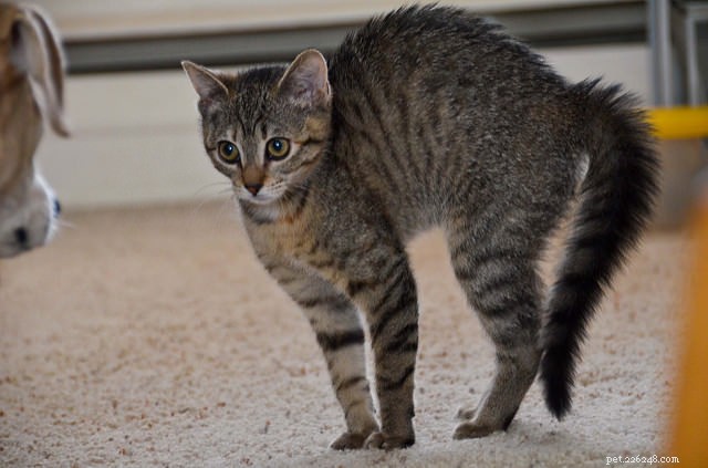 Understanding Why Cats Puff Their Tails: Decoding Feline Body Language