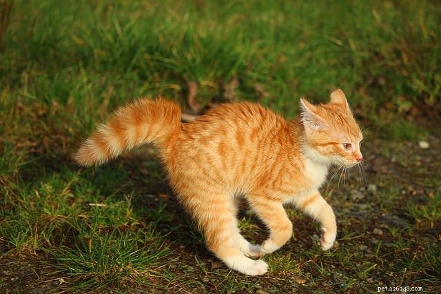 Understanding Why Cats Puff Their Tails: Decoding Feline Body Language