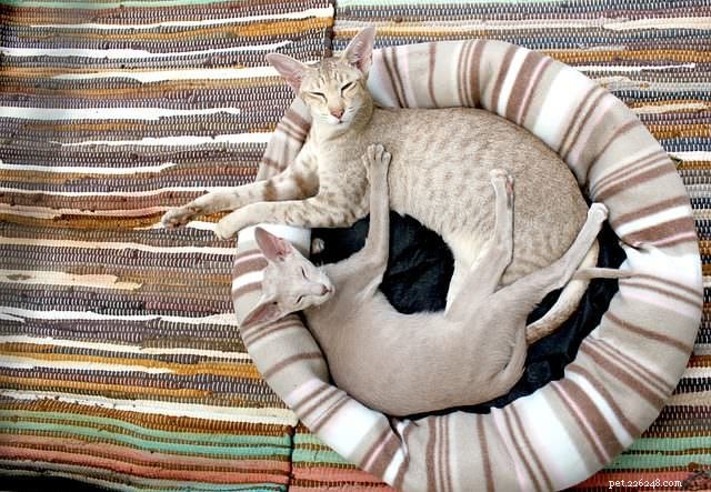 Top 5 Essential Tips for Safely Leaving Your Cat Home Alone