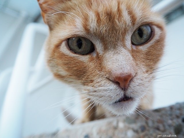 Why Cats Head‑Butt: The Science Behind Their Affection