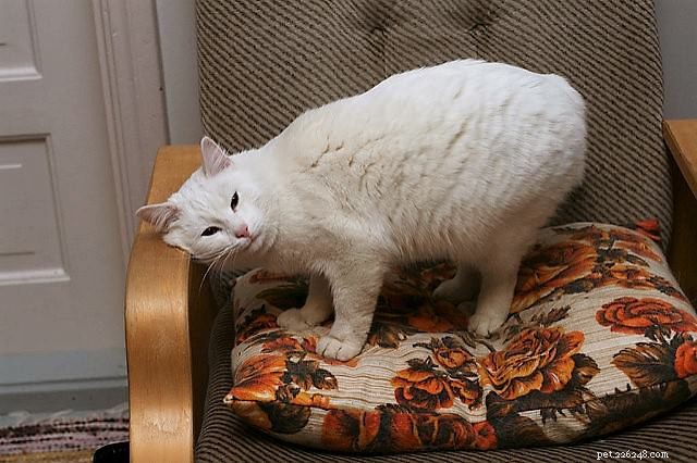 Why Cats Head‑Butt: The Science Behind Their Affection