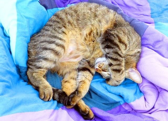 Top 5 Essential Tips for Safely Leaving Your Cat Home Alone