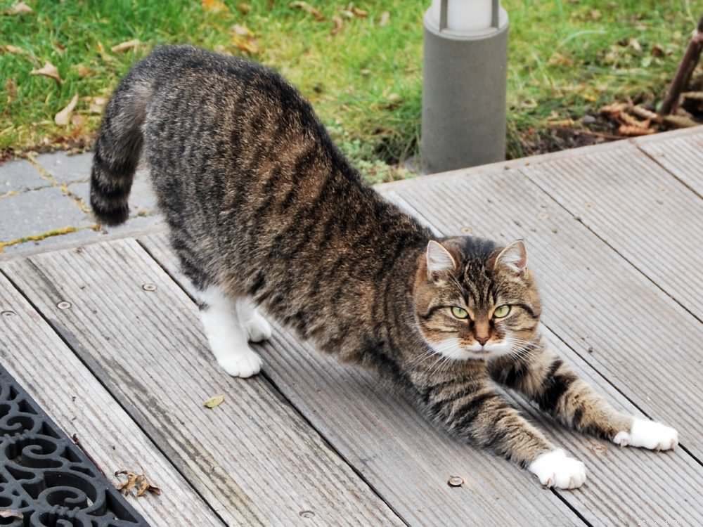 The Essential Role of Scratching in Your Cat’s Health and Well‑Being