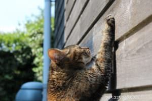 The Essential Role of Scratching in Your Cat’s Health and Well‑Being