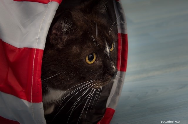 Where to Place Your Cat’s Litter Box: Top Spots and Common Pitfalls