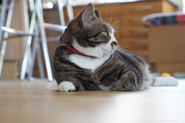 Where to Place Your Cat’s Litter Box: Top Spots and Common Pitfalls