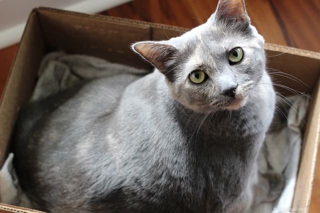 Where to Place Your Cat’s Litter Box: Top Spots and Common Pitfalls