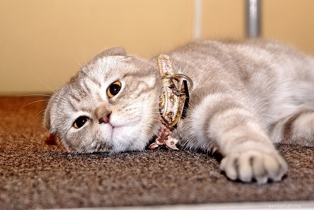 Where to Place Your Cat’s Litter Box: Top Spots and Common Pitfalls