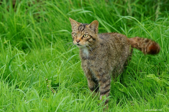 Decode Your Cat’s Tail: What It Says About Their Mood