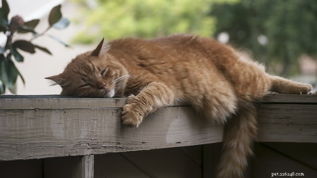 Decode Your Cat’s Tail: What It Says About Their Mood