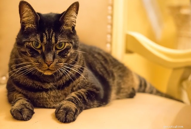 Where to Place Your Cat’s Litter Box: Top Spots and Common Pitfalls