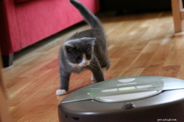 Decode Your Cat’s Tail: What It Says About Their Mood