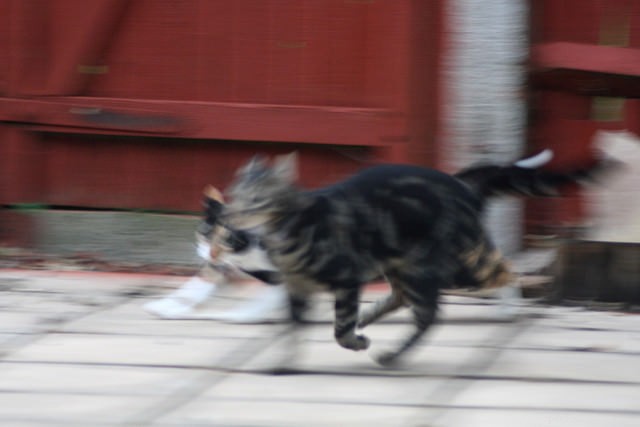 Decode Your Cat’s Tail: What It Says About Their Mood
