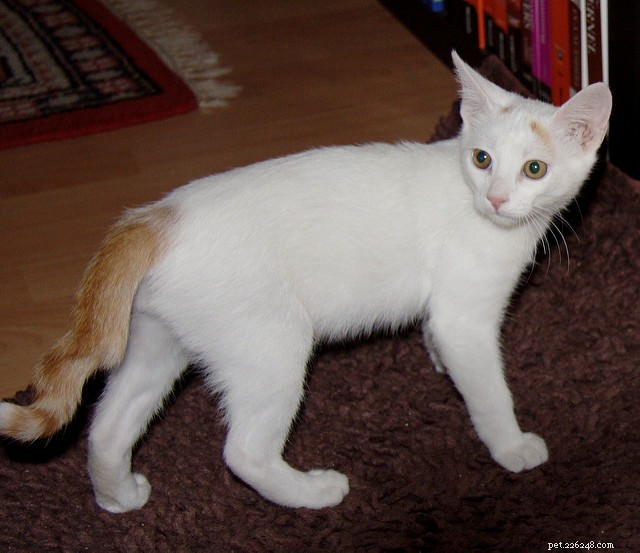 Decode Your Cat’s Tail: What It Says About Their Mood