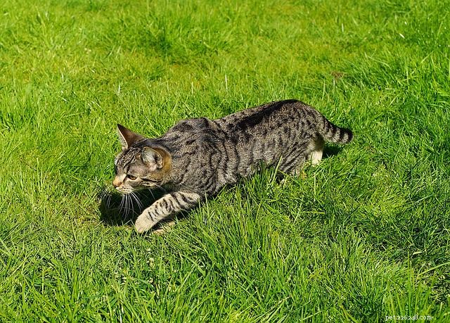 Ask a Vet: Why Does My Cat Jump When Startled?