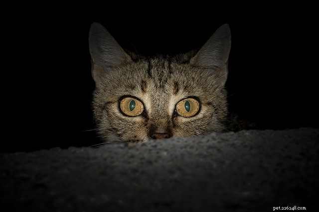 Ask a Vet: Why Does My Cat Jump When Startled?