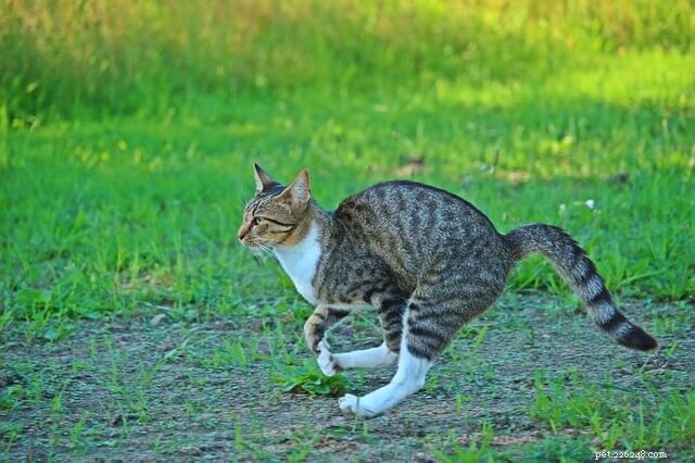 Why Do Cats Run Around After Pooping? Understanding the  Zoomies 