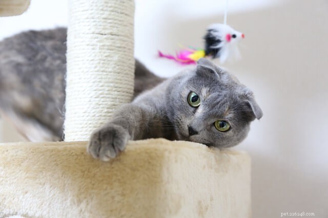 New Study Reveals Cats Prioritize Human Interaction Over Food: A Fresh Look at Feline Motivation